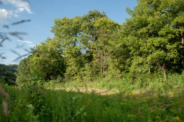 a view of a lush green space
