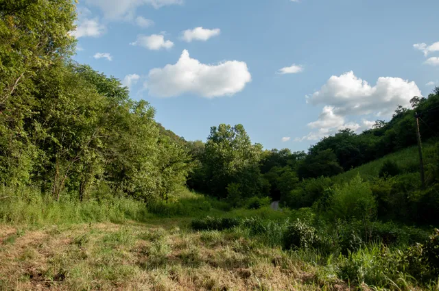 a view of a green yard