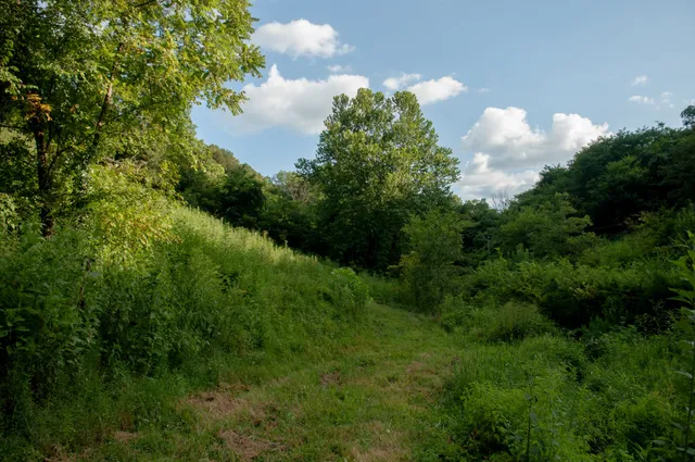 a view of a bunch of trees and bushes