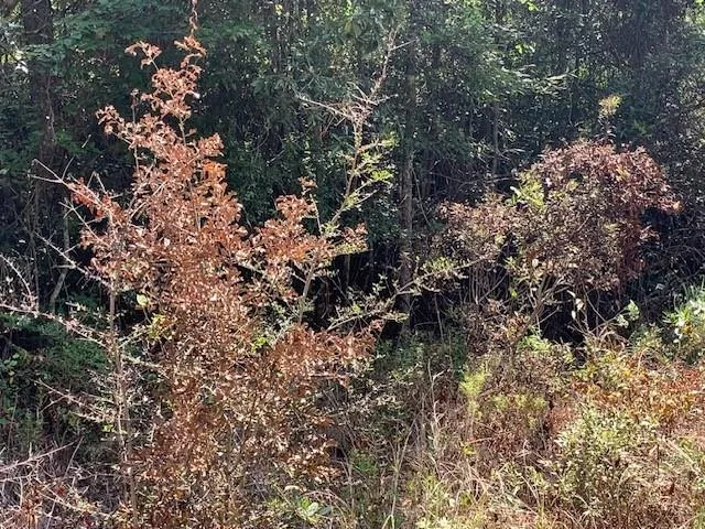 $30,000 | 0 Sq 30 Crain Street, Abita Springs, LA 70420