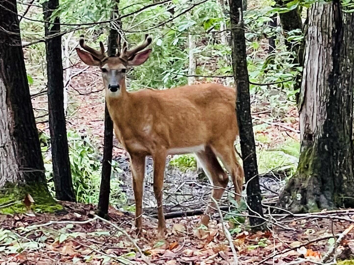 27 North Beach Road Standish, ME 04084 - Photo 9 of 16 And the wildlife...
