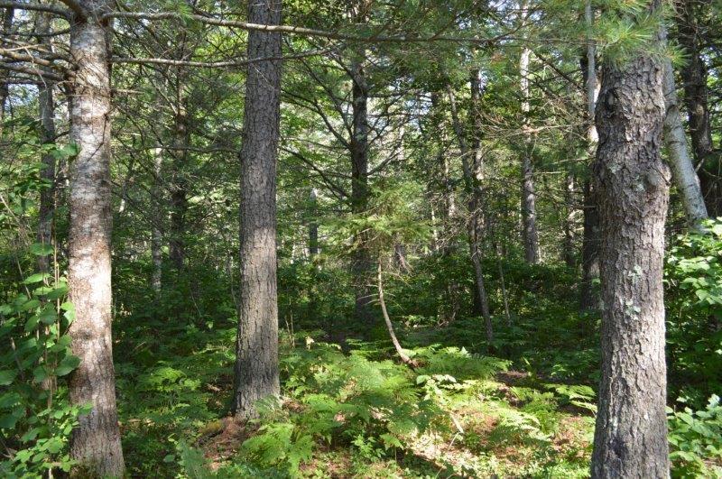 24-64 White Tail Acres Road St. Germain, WI 54558 - Photo 2 of 9 Gallery Image 2