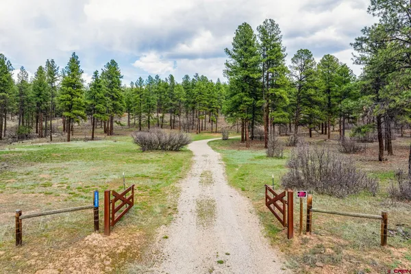 a view of a park with large trees