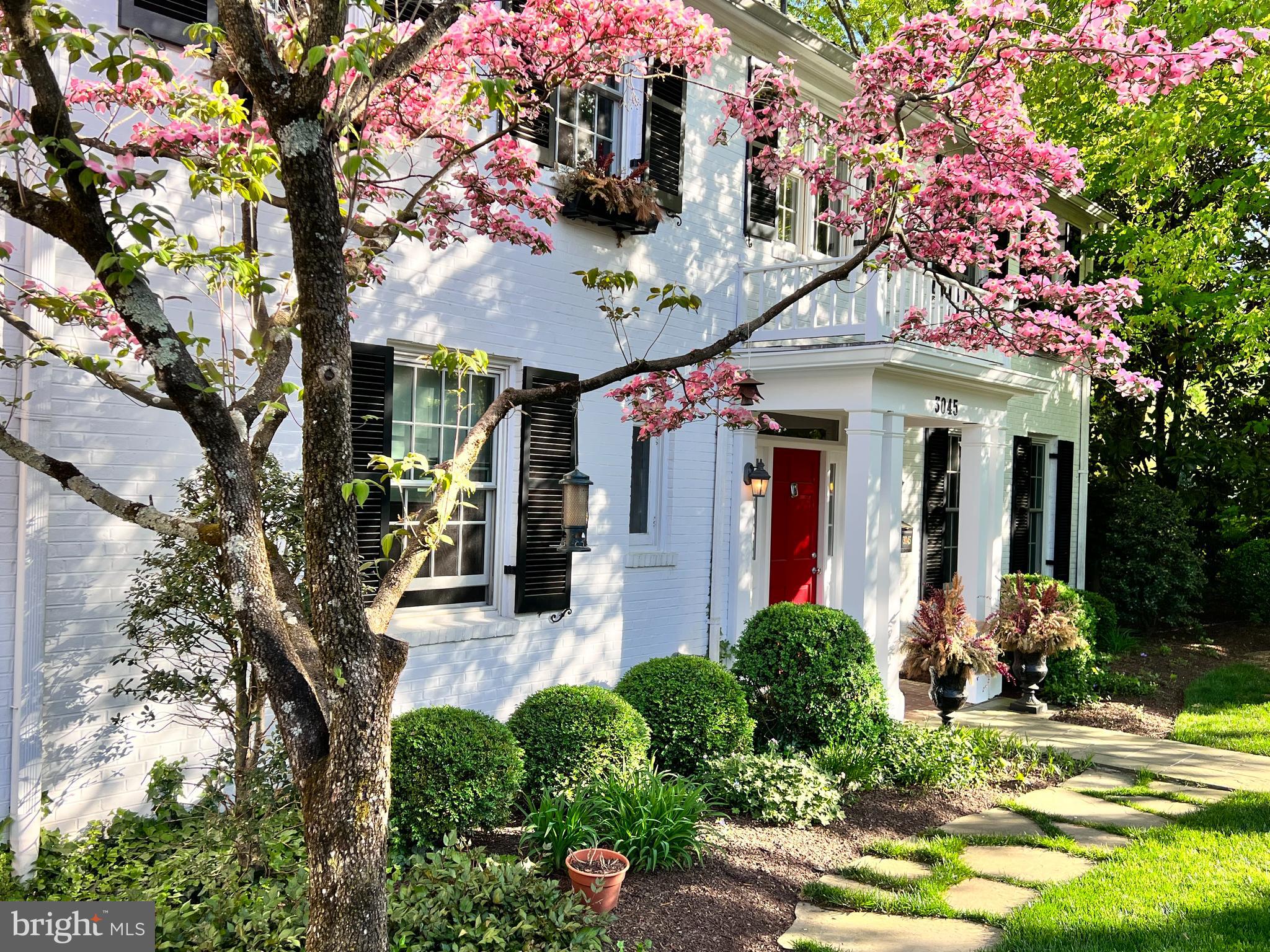 Cherry blooms in spring, house built in 1951