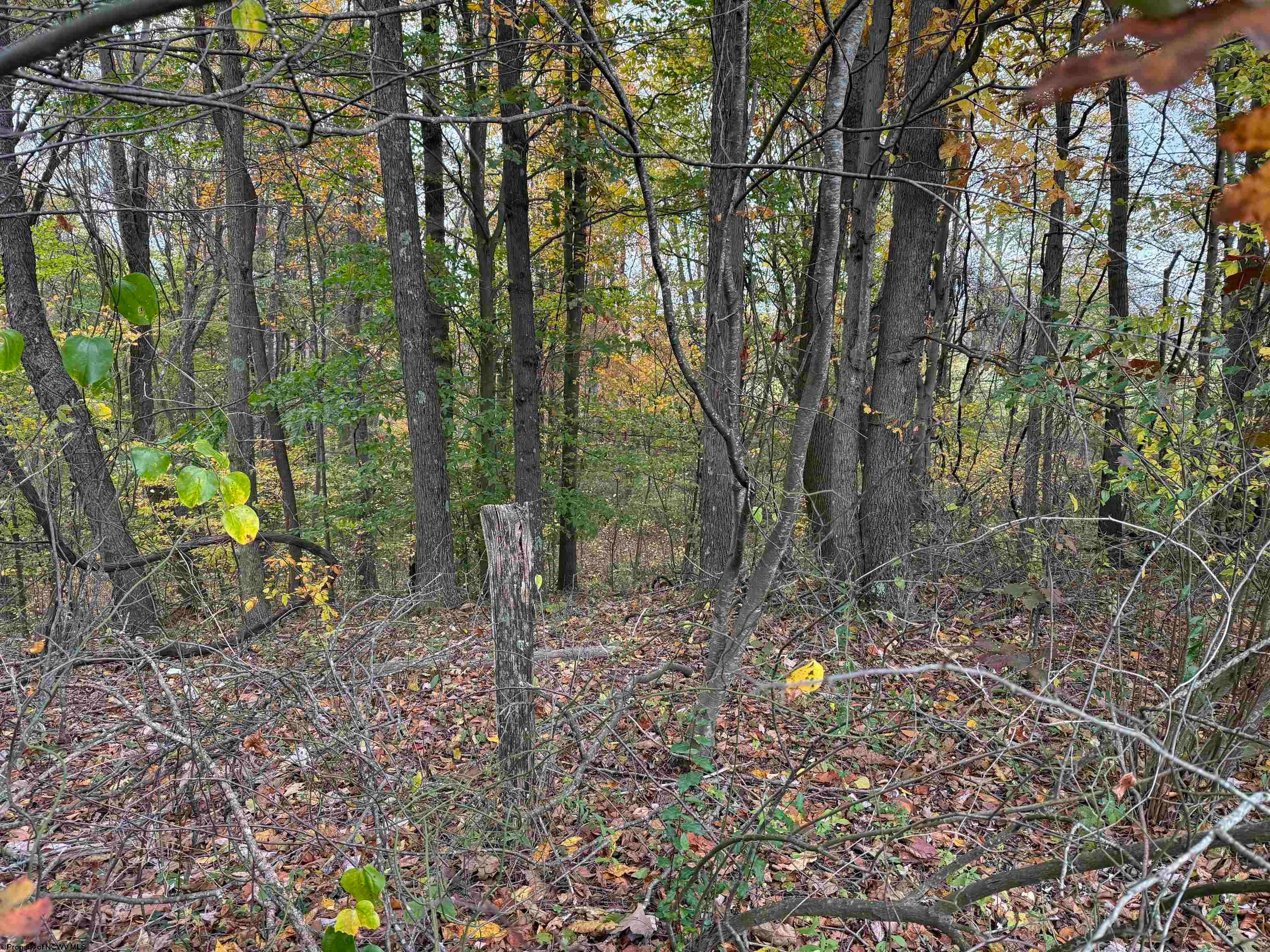 0 Riggins Kingwood, WV 26537 - Photo 27 of 40 Gallery Image 27