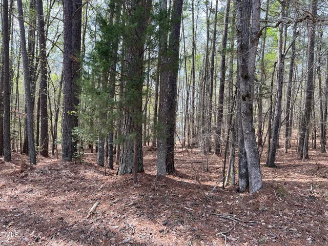 a view of a forest with trees