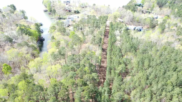 a close up of a plant in a forest