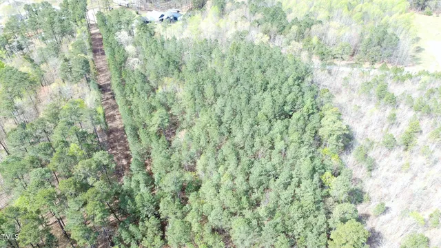 a view of a forest with a tree
