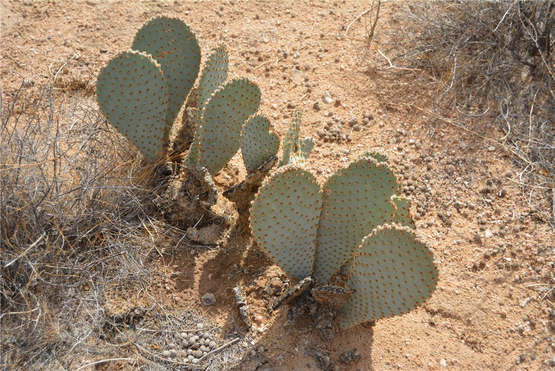 207-35-005 South Arlington Road Yucca, AZ 86438 - Photo 32 of 92