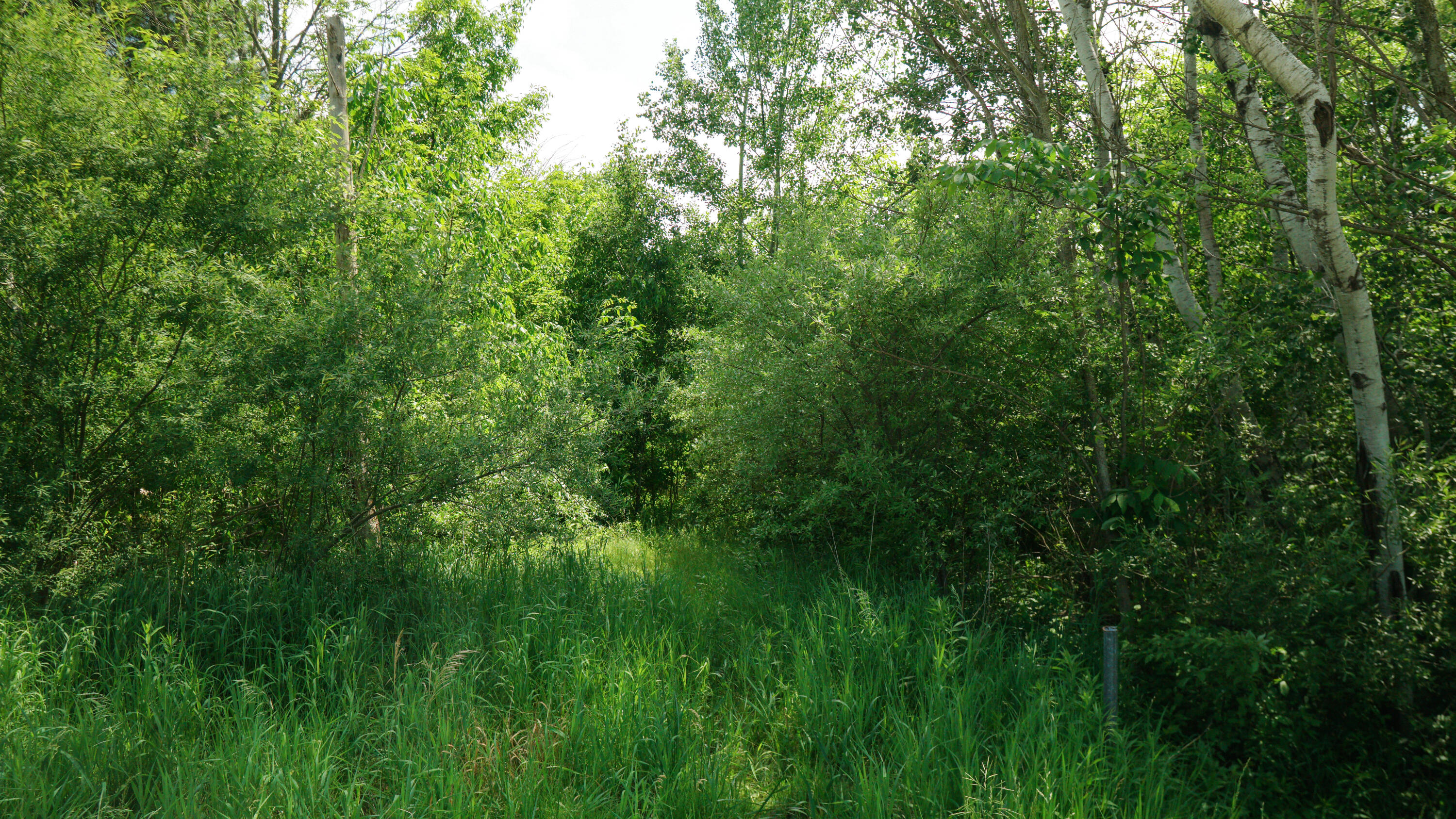 Lyman Road Kaleva, MI 49645 - Photo 8 of 9 Interior