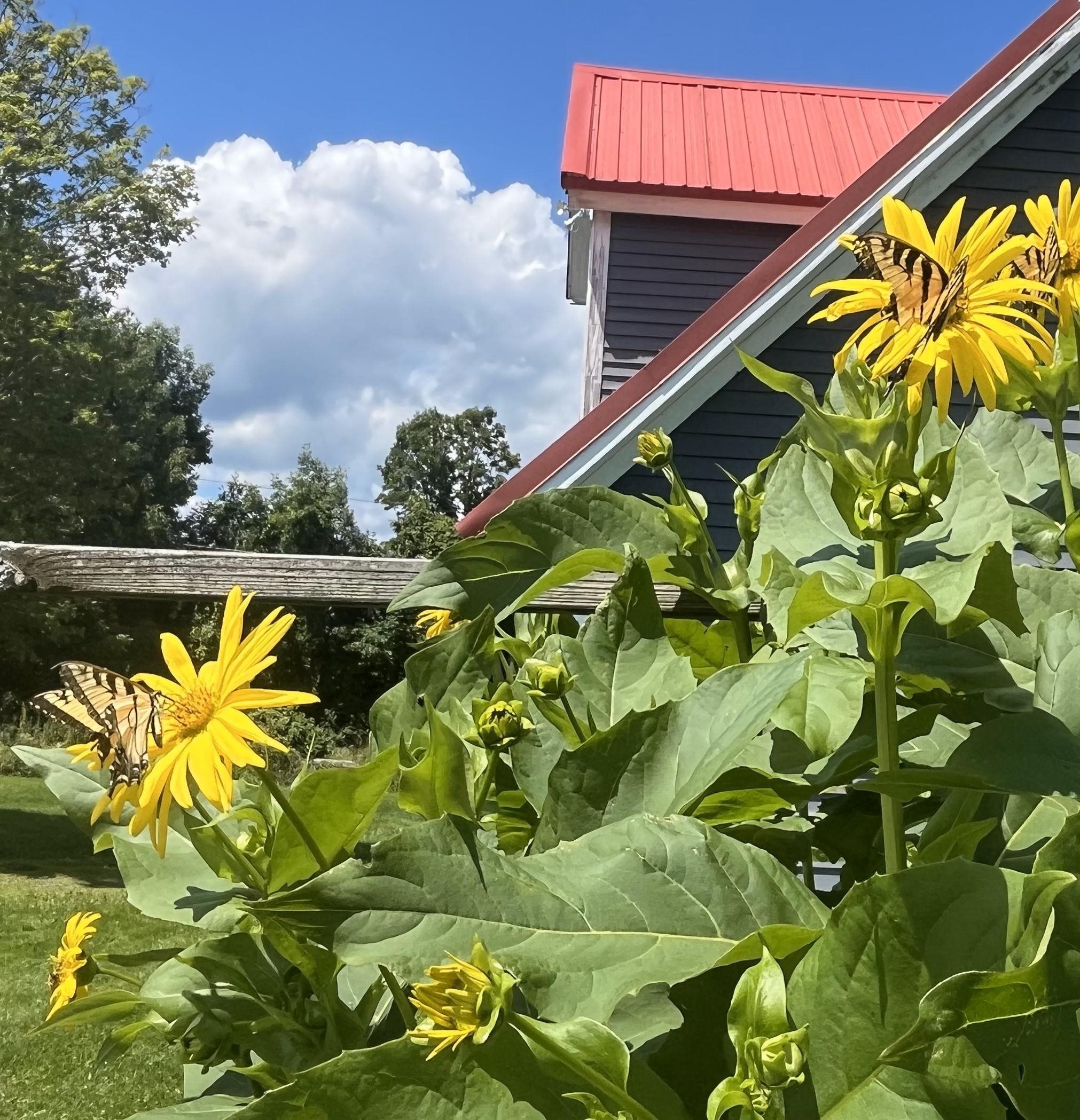 1126 Jefferson Hill Road Newbury, VT 05069 - Photo 41 of 56