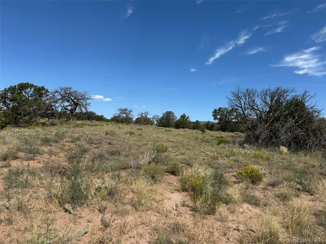 a view of a dry yard with trees