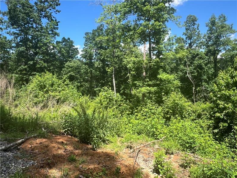 75 Hope Court Ellijay, GA 30540 - Photo 4 of 19 a view of a yard with plants and large trees