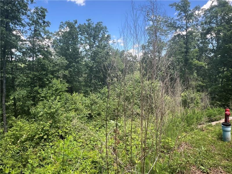 75 Hope Court Ellijay, GA 30540 - Photo 7 of 19 a view of a lush green forest