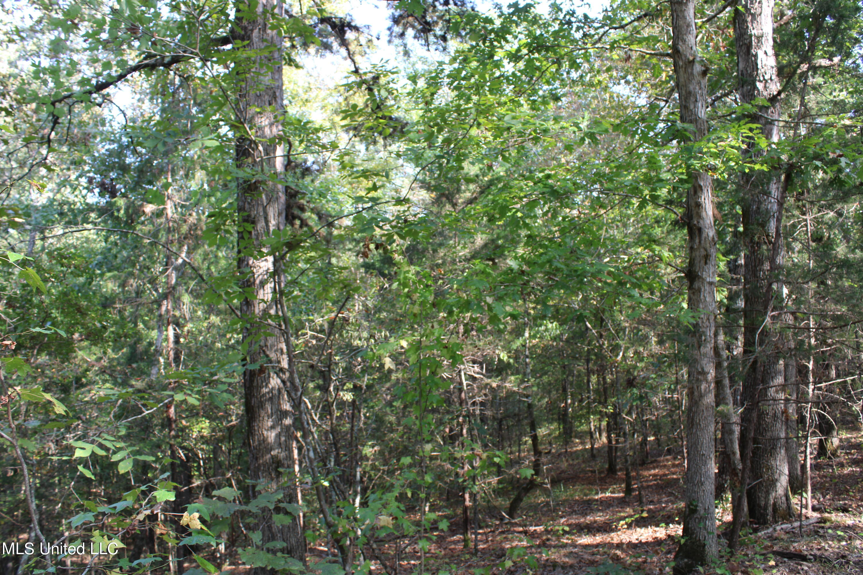 588 McGaughy Road Holly Springs, MS 38635 - Photo 67 of 101 IMG_2392