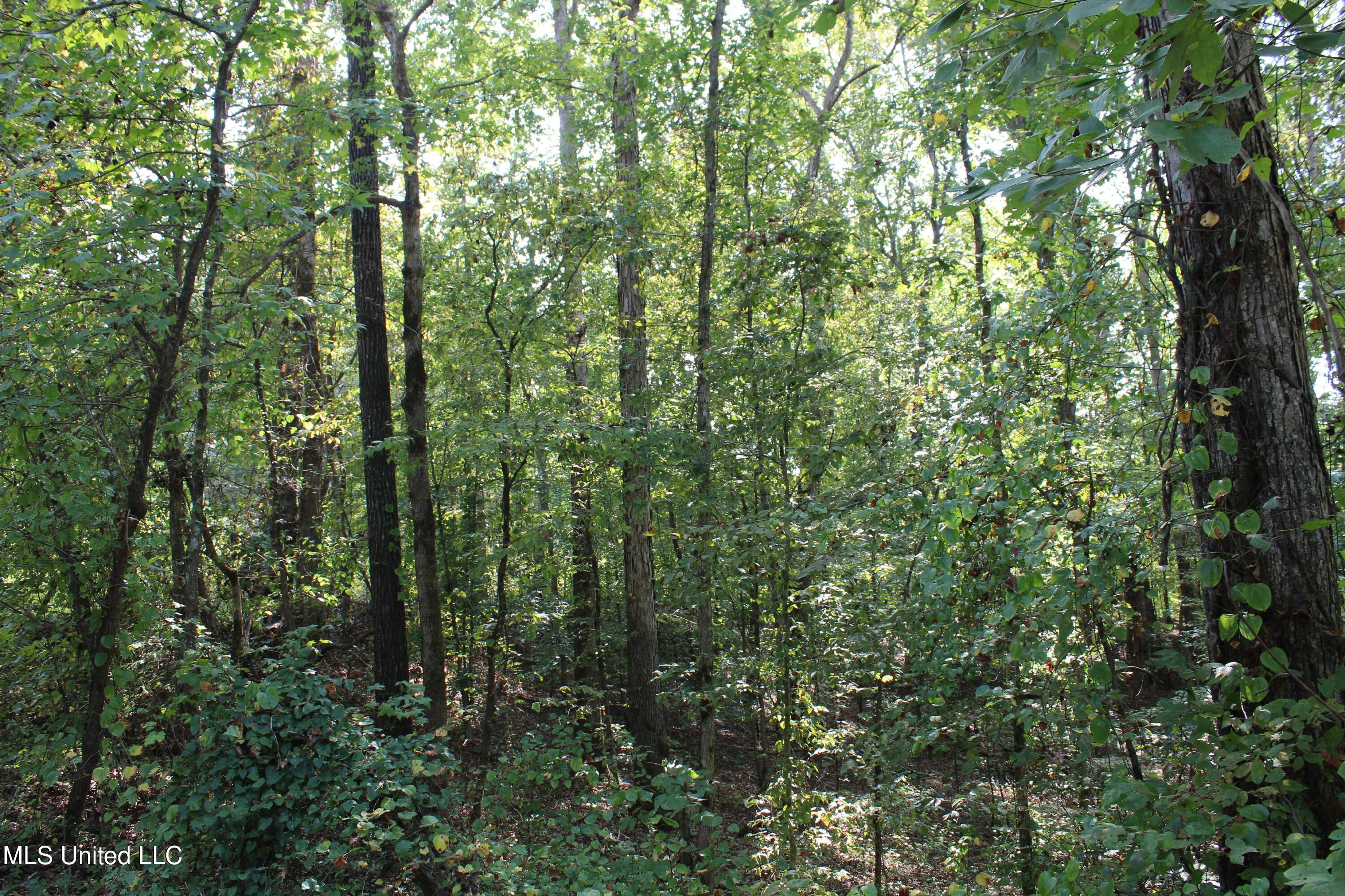 588 McGaughy Road Holly Springs, MS 38635 - Photo 87 of 101 IMG_2314