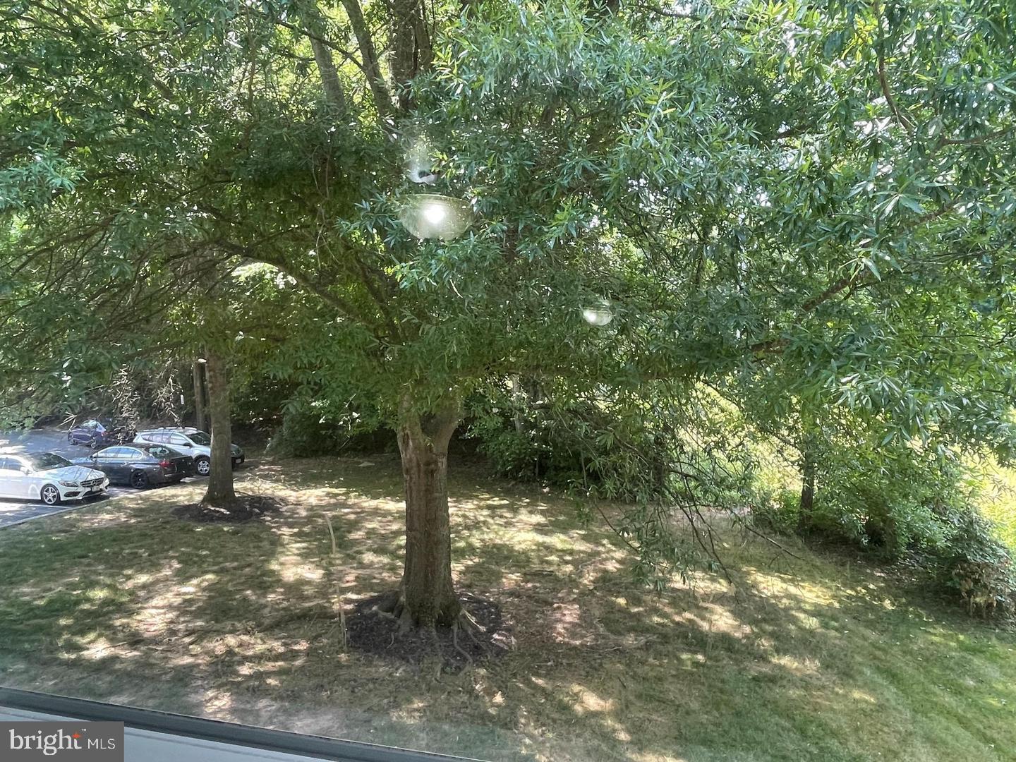 6223 Rathlin Drive Springfield, VA 22152 - Photo 29 of 32 Tree in front yard