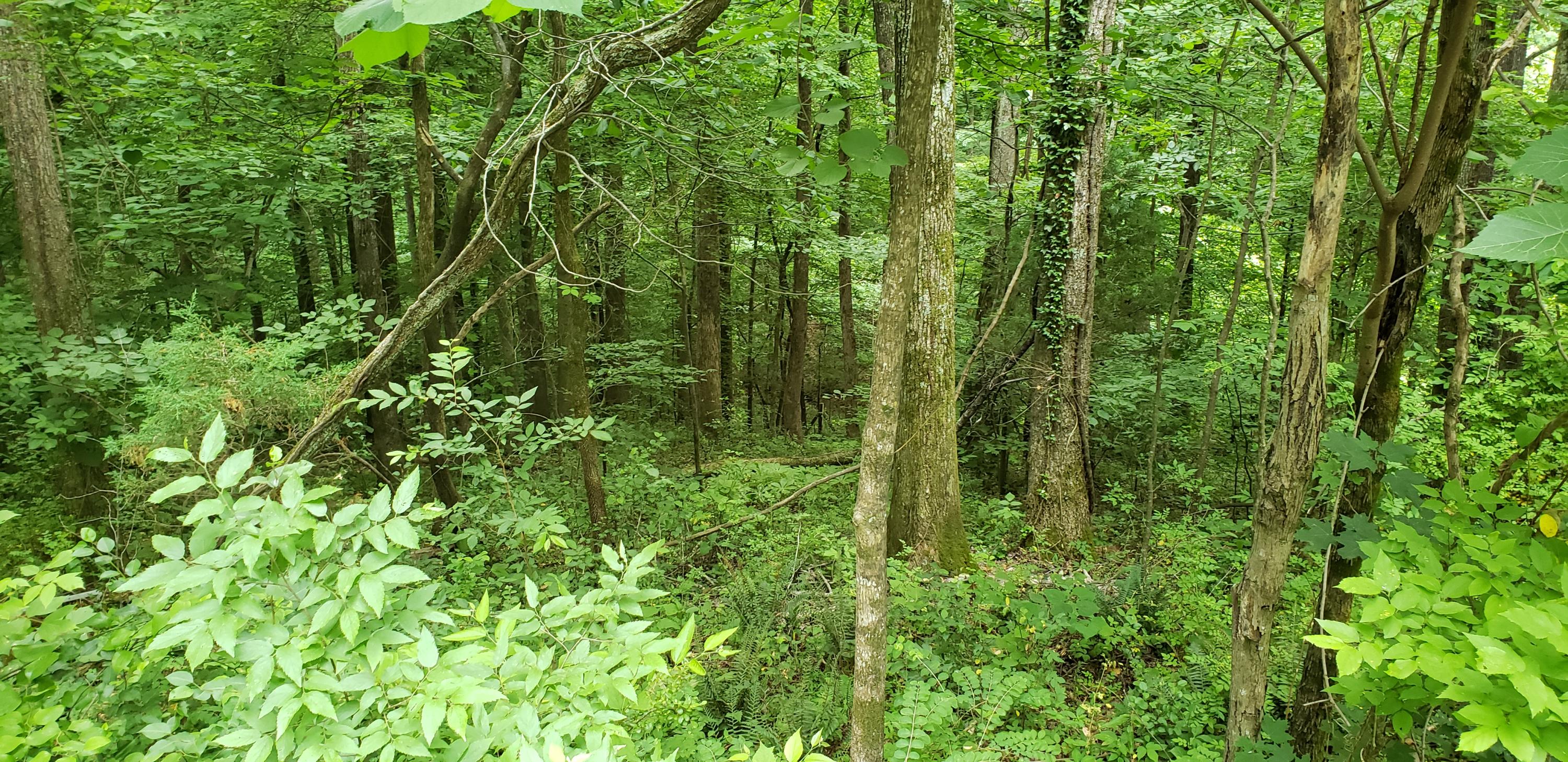 0 Brown Road, Unit 5 Jasper, TN 37347 - Photo 3 of 5 20210527_122332