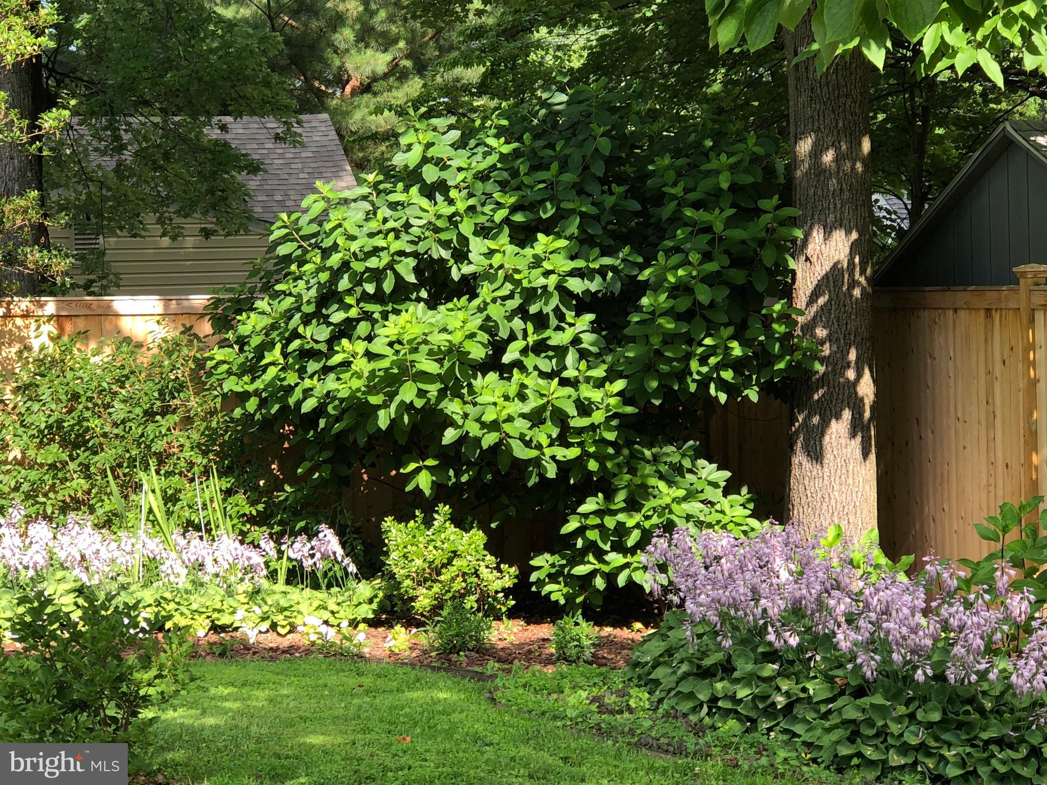 4414 Emden Street Silver Spring, MD 20906 - Photo 63 of 69 Early Summer Back Yard