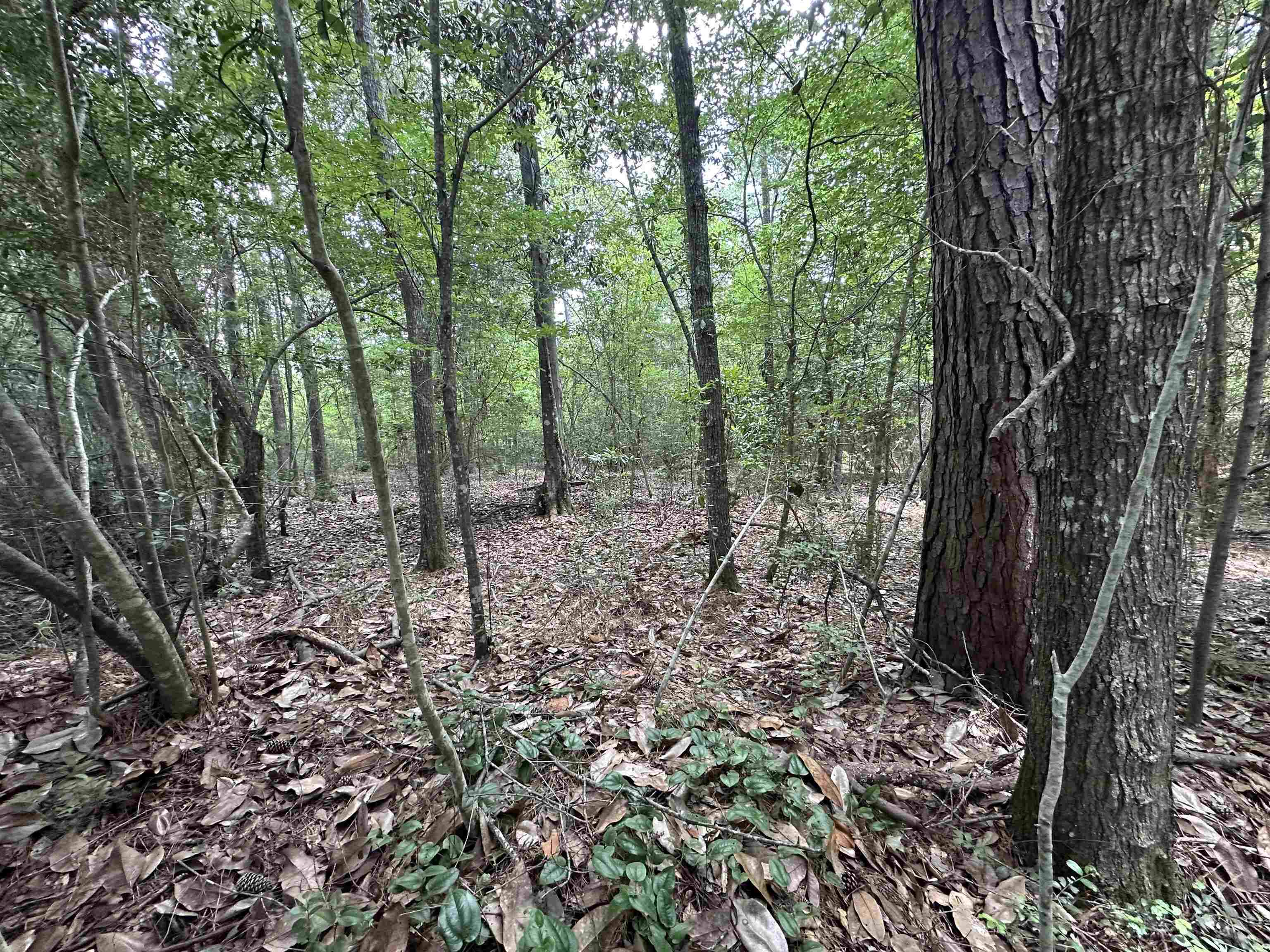 Lot 4 Fuller Road Silsbee, TX 77656 - Photo 5 of 6