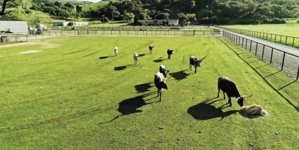 a view of a lake with a garden