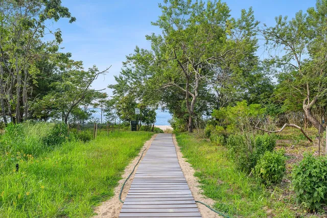 a park with large trees