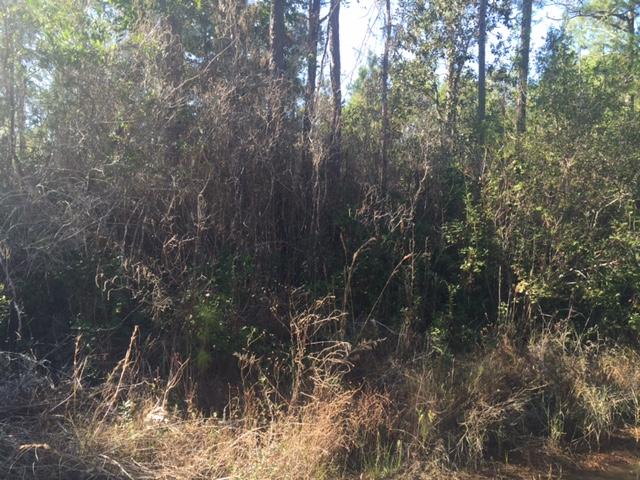 175 Central 7th Street Santa Rosa Beach, FL 32459 - Photo 3 of 8 a view of a tree in a forest