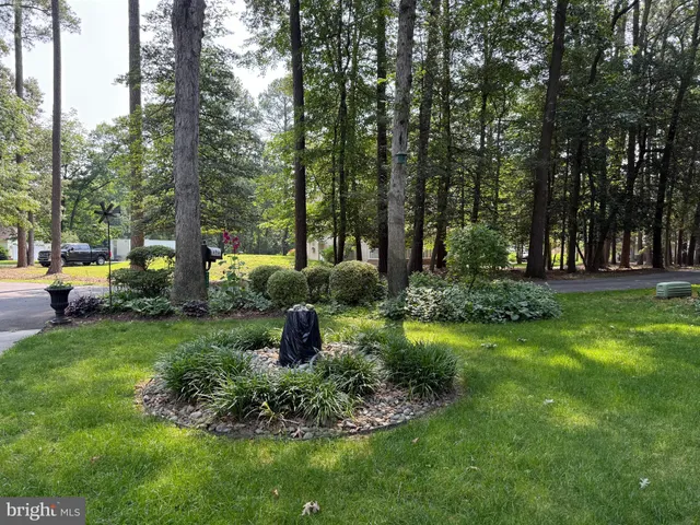 a view of a garden with large trees
