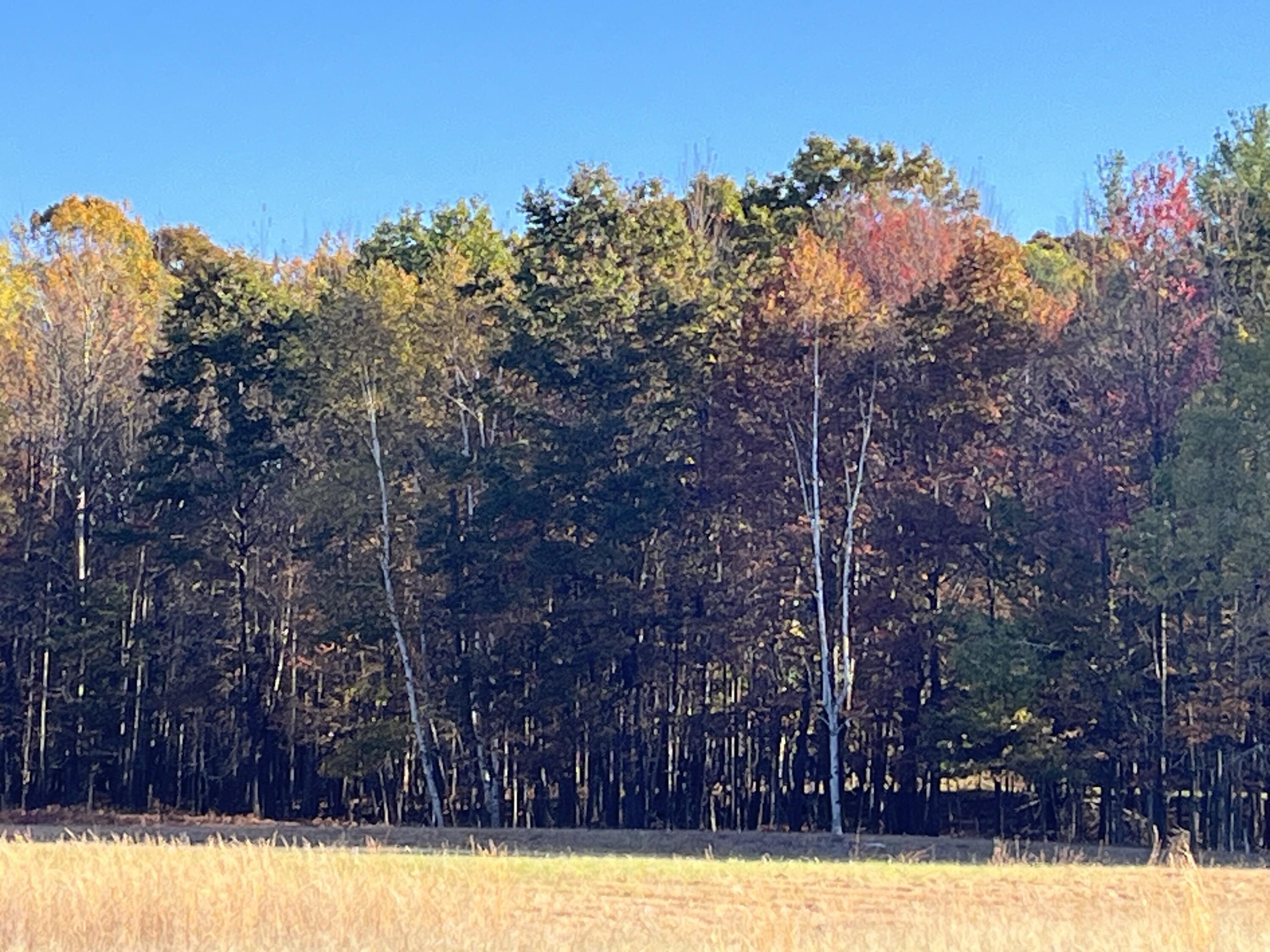 Par A Monroe Road Lakeview, MI 48850 - Photo 13 of 25 IMG_0444