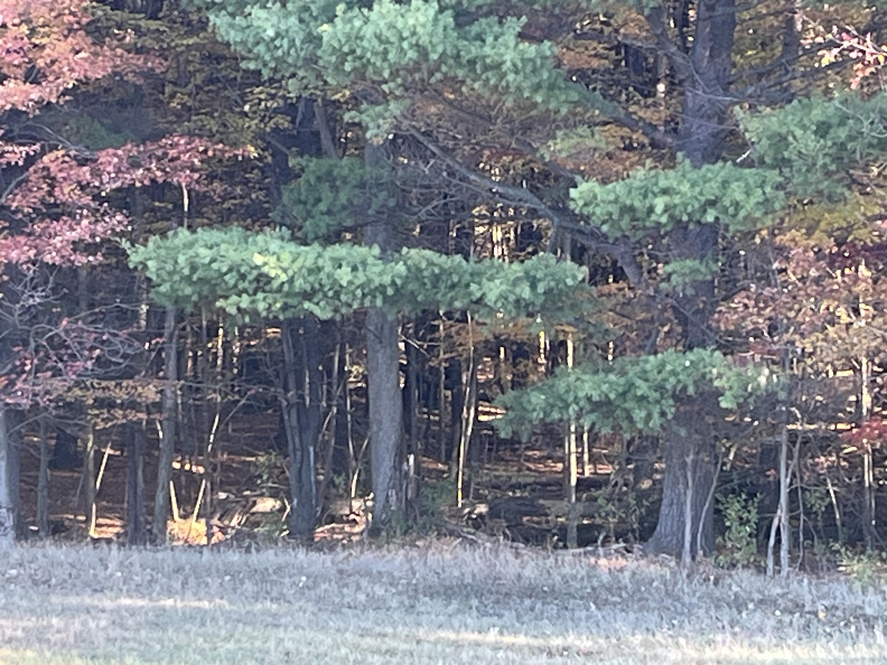 Par A Monroe Road Lakeview, MI 48850 - Photo 18 of 25 IMG_0439