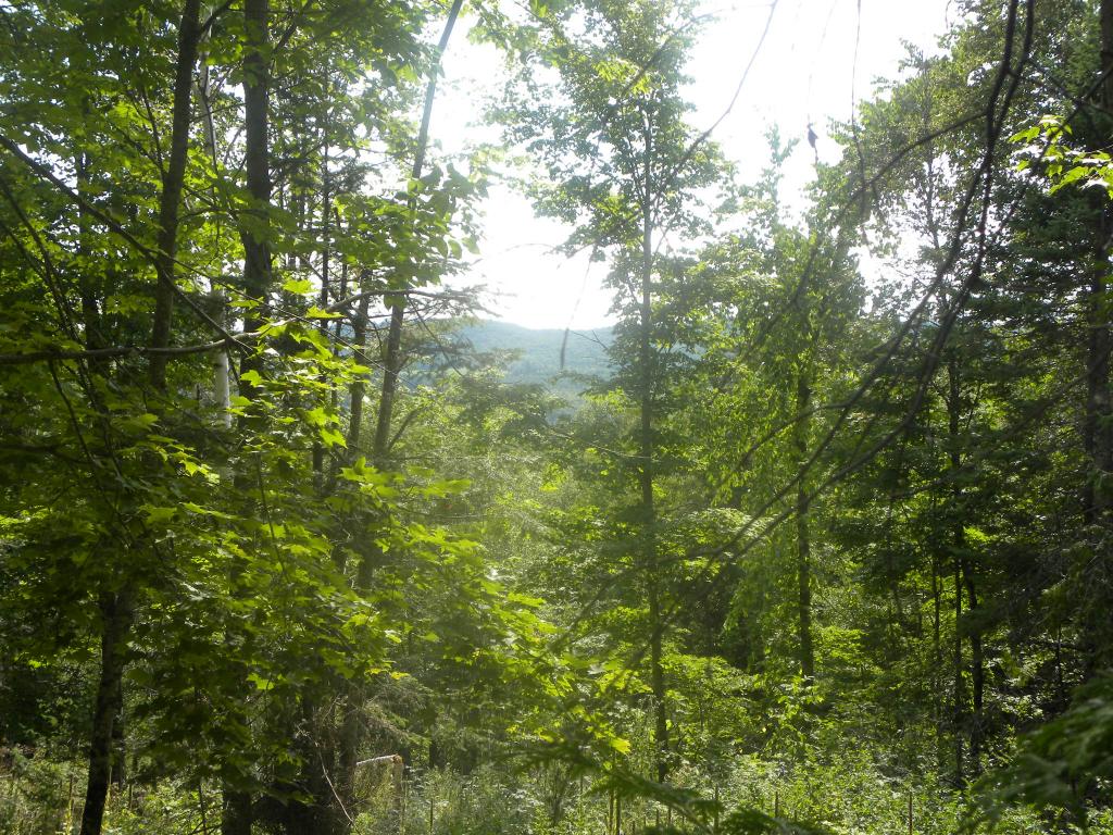0 Fall Brook Road Lyndonville, VT 05851 - Photo 2 of 2 Gallery Image 2
