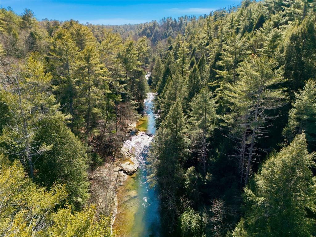 834 Indian Cave Road Ellijay, GA 30536 - Photo 43 of 44 a view of a forest with a tree