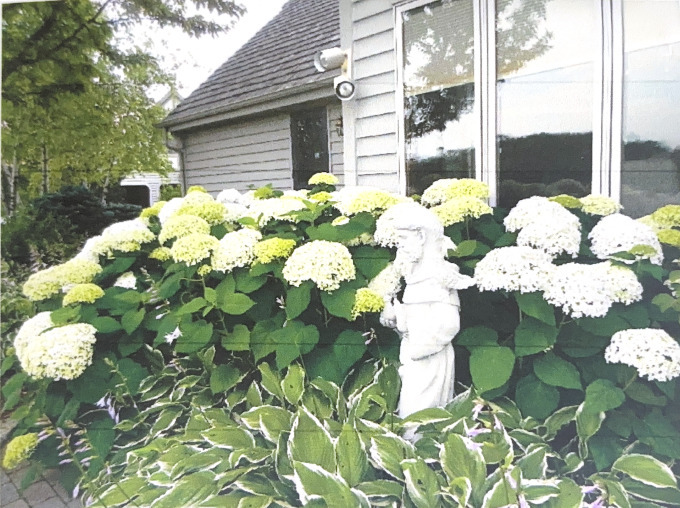 702 West Haddonstone Place Mequon, WI 53092 - Photo 24 of 49 Hydrangea's