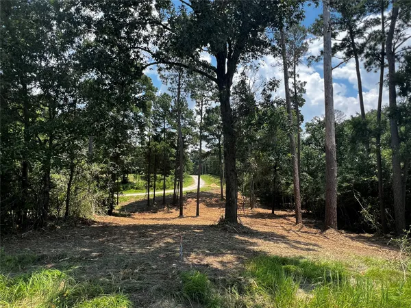 a view of a tree in the middle of a yard