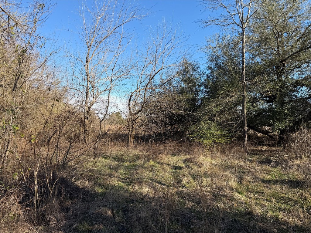 925 Tract 17 Road Mexia, TX 76667 - Photo 12 of 13 a view of a forest with trees