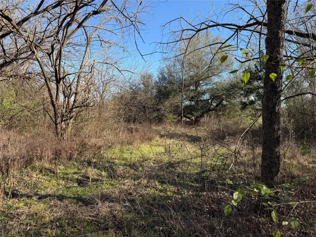 a view of a forest with trees