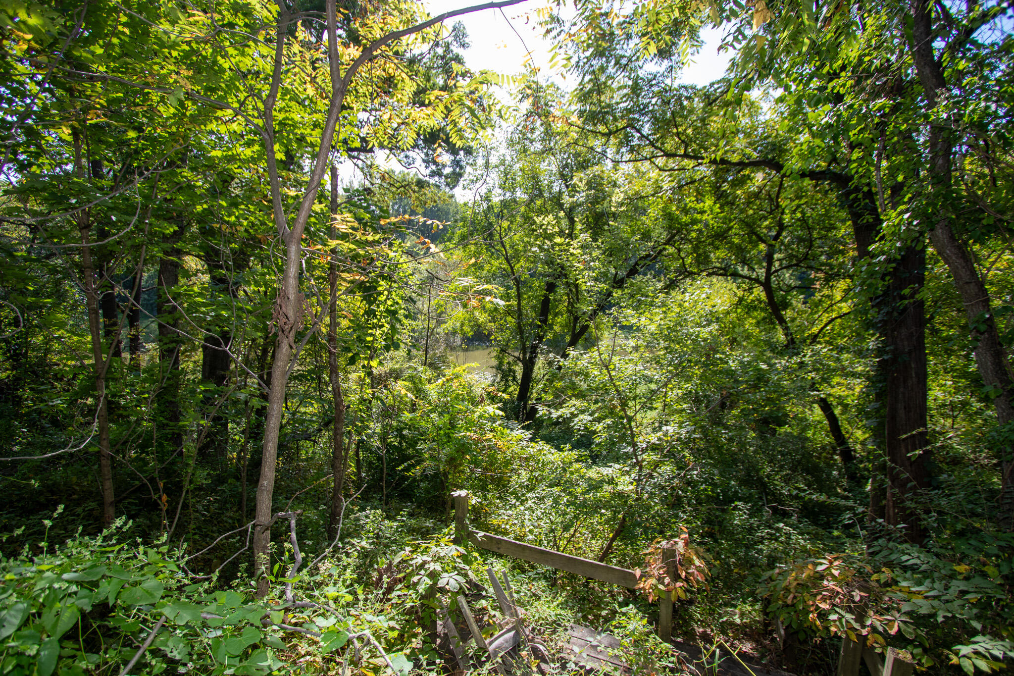 2401 Riverside Drive Lake Station, IN 46405 - Photo 28 of 28 a view of a lush green forest