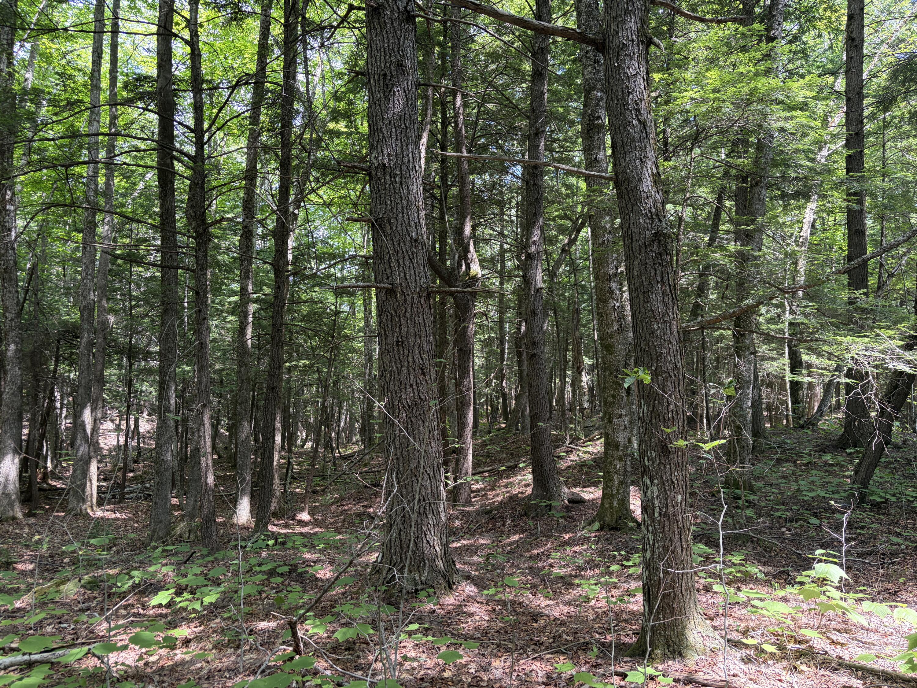 32-acres Belden Woods Road Palermo, ME 04354 - Photo 12 of 28 IMG_8292