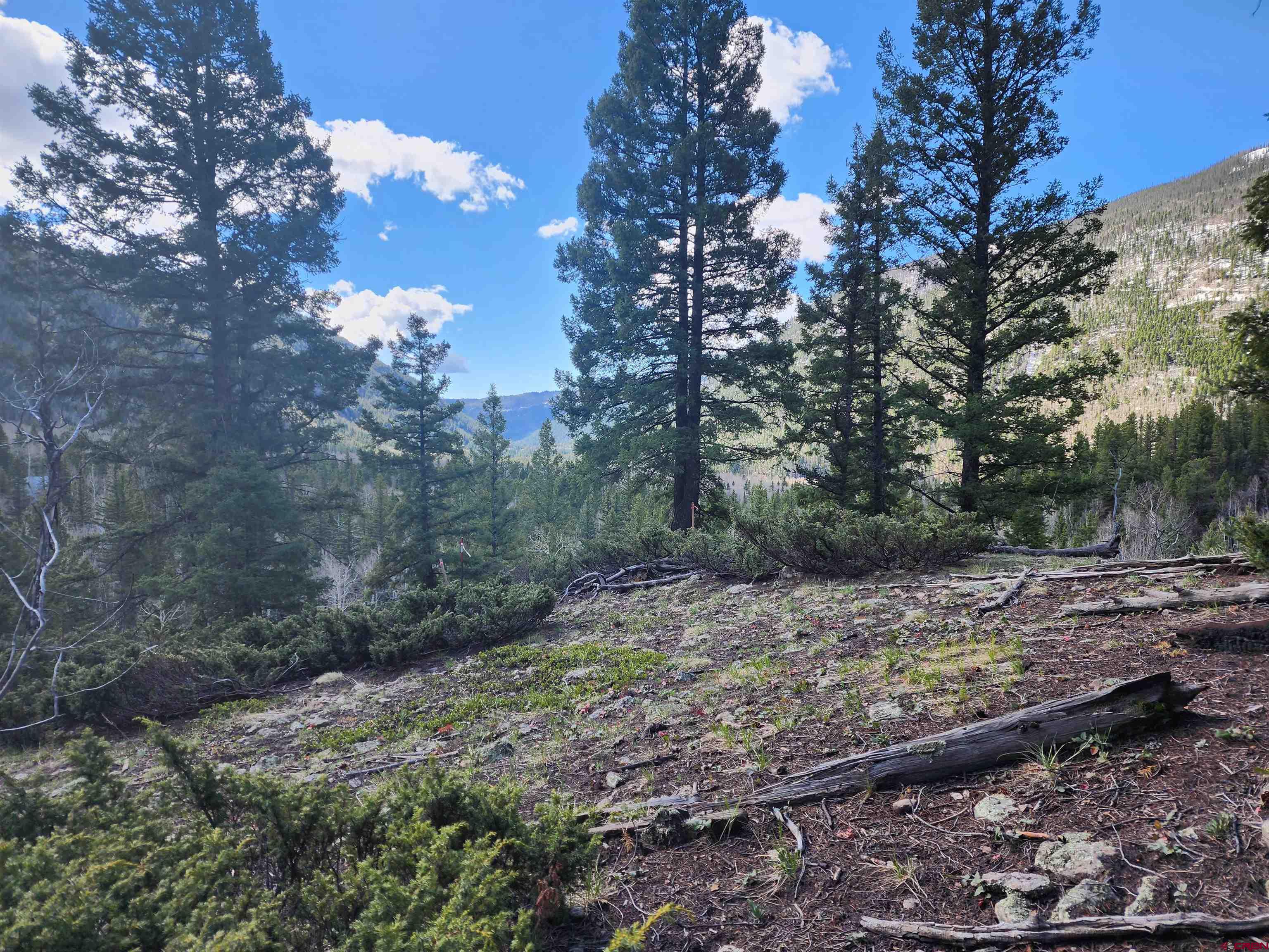 Lot 2-6 & 10-12 Spring Street Del Norte, CO 81132 - Photo 7 of 14 a view of a forest filled with trees