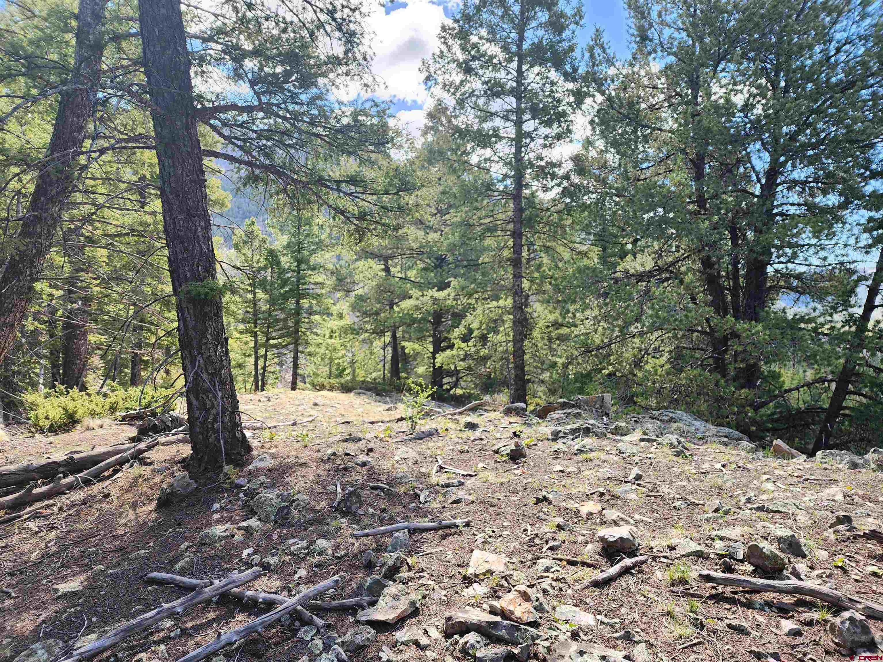 Lot 2-6 & 10-12 Spring Street Del Norte, CO 81132 - Photo 8 of 14 a view of a forest with trees