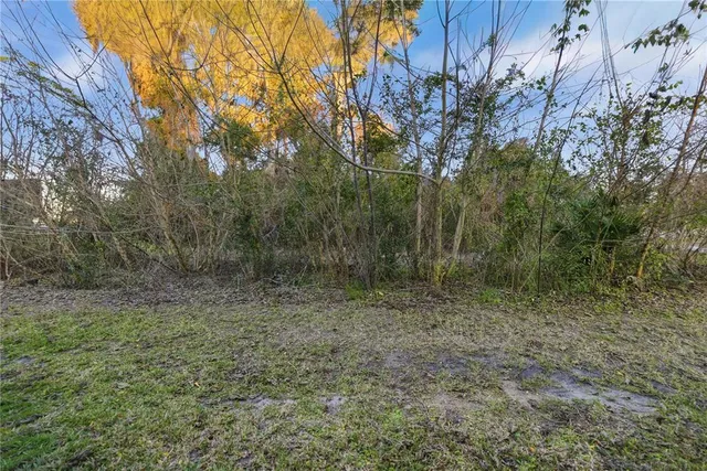 a view of a dry yard with trees