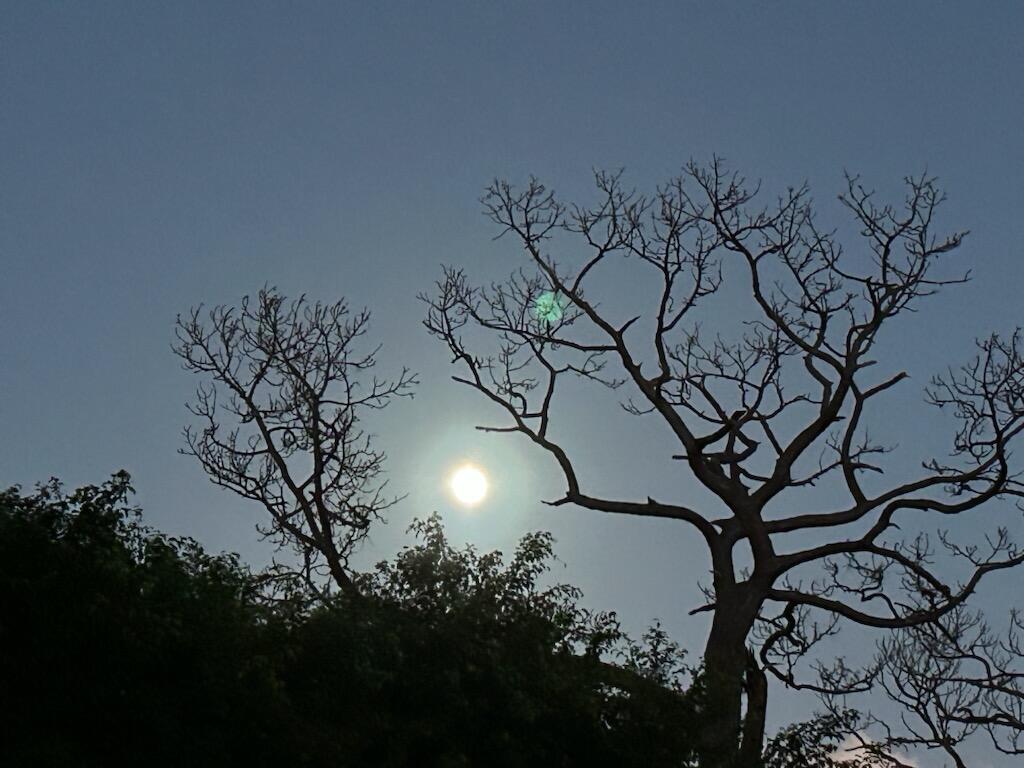 5844 Pinebrook Drive Boca Raton, FL 33433 - Photo 82 of 104 Moon with tree