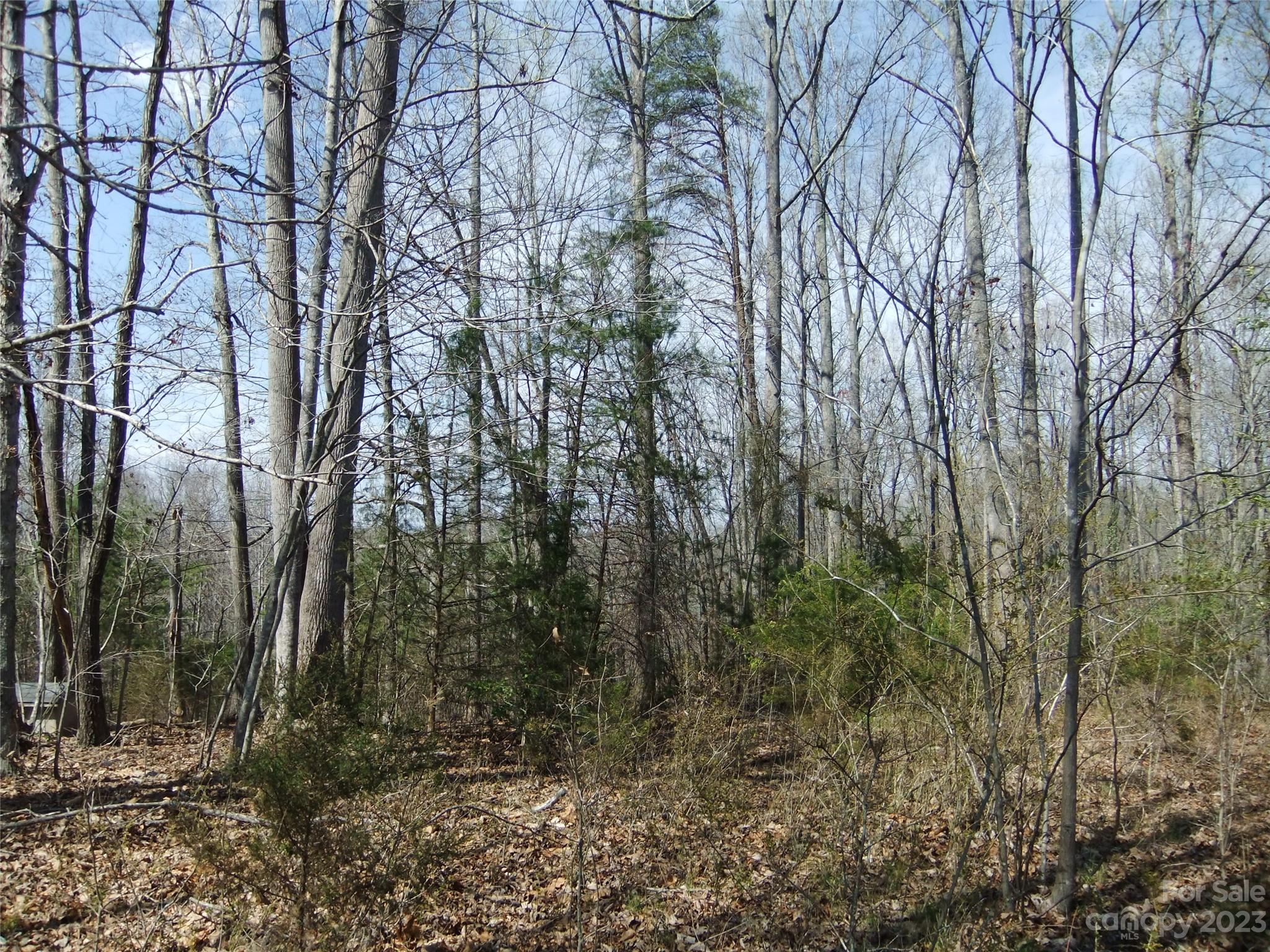 182 Roper Loop Road Rutherfordton, NC 28139 - Photo 11 of 42 a view of forest