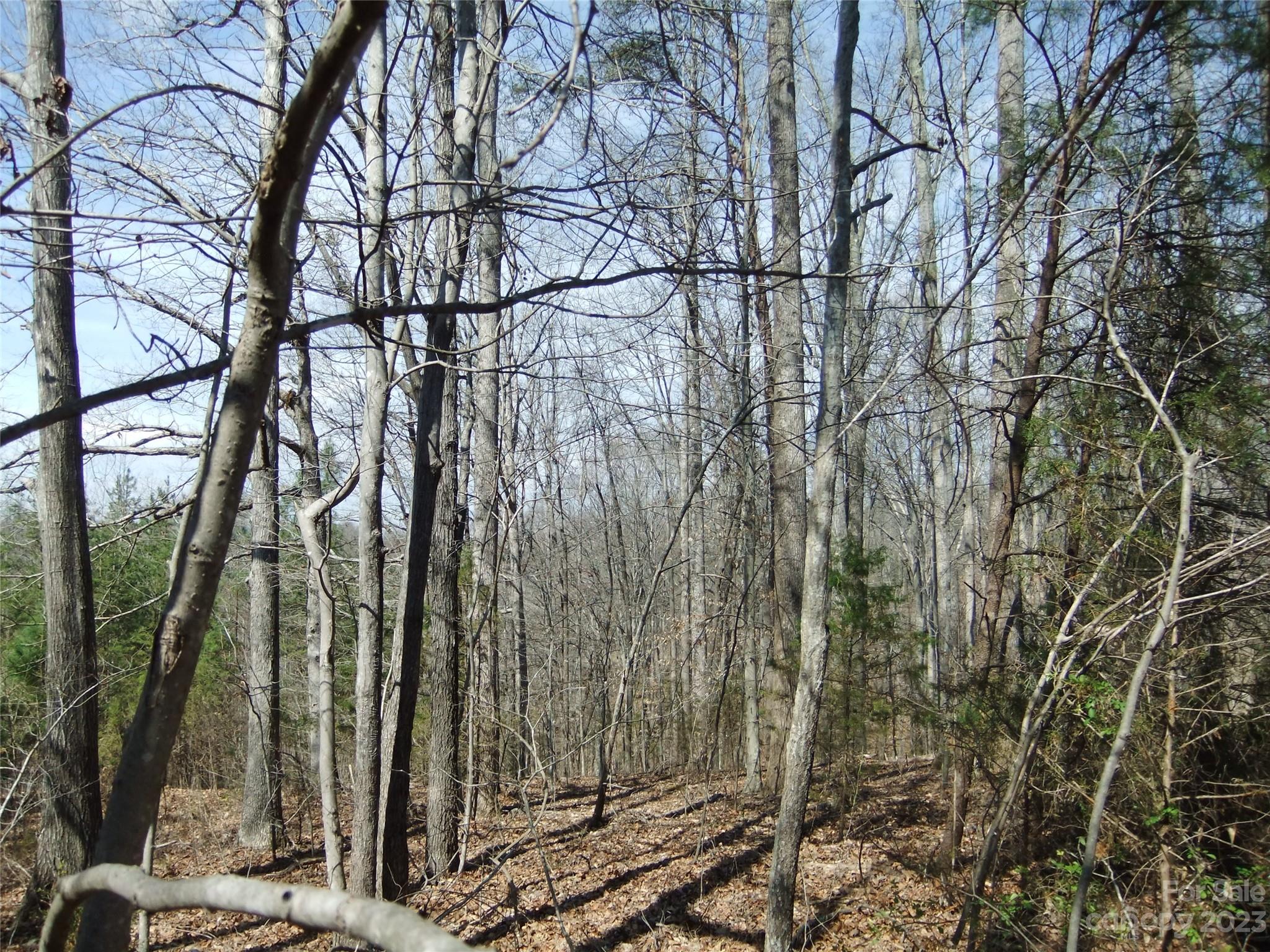 182 Roper Loop Road Rutherfordton, NC 28139 - Photo 17 of 42 a backyard of a house with lots of tall trees