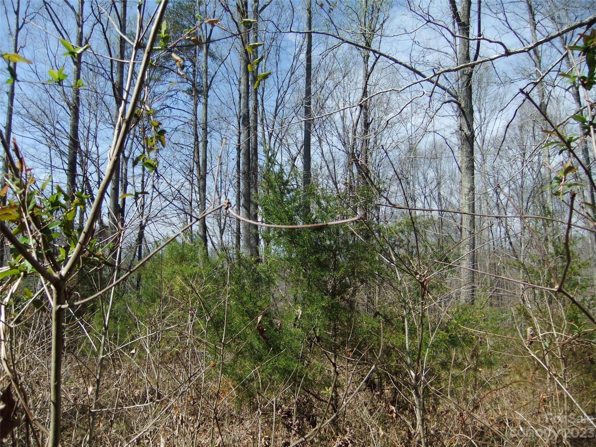 182 Roper Loop Road Rutherfordton, NC 28139 - Photo 28 of 42 a backyard of a house with lots of green space and trees