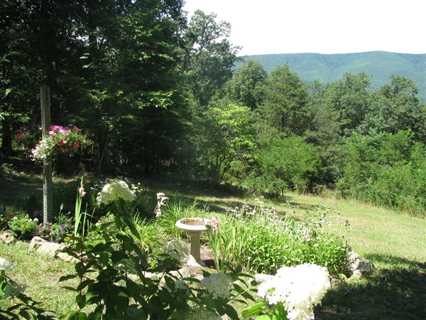 4305 Supinlick Ridge Road Mount Jackson, VA 22842 - Photo 27 of 30 a view of a lush green yard with large trees