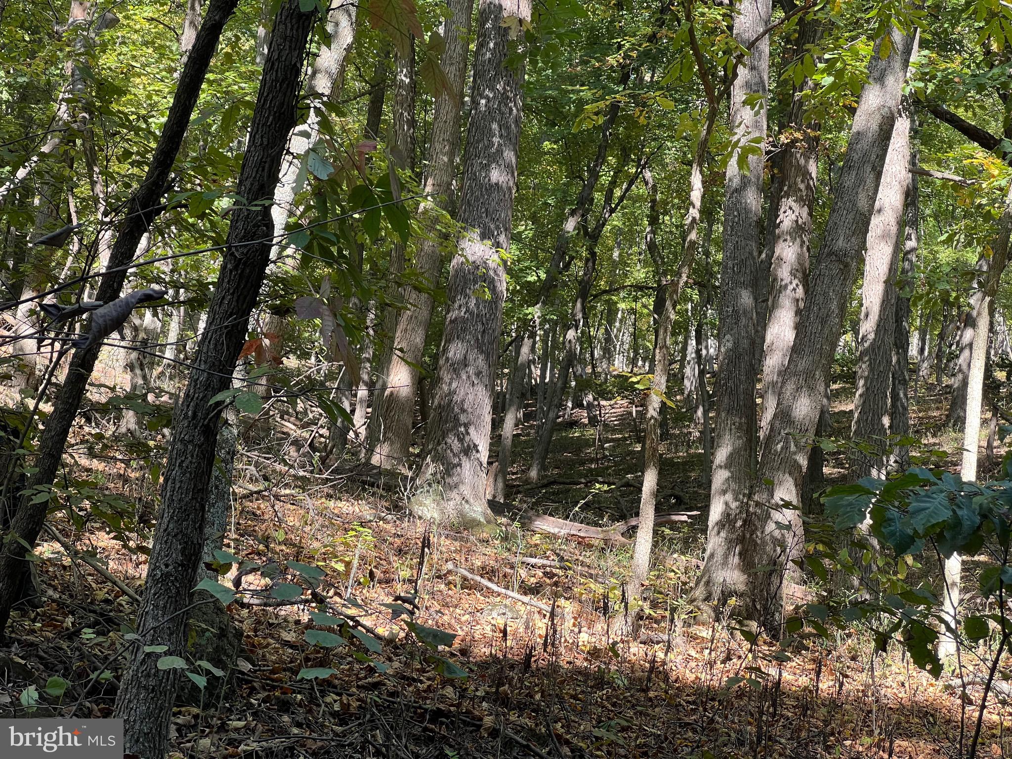 1604 High Knob Road Old Fields, WV 26845 - Photo 91 of 113