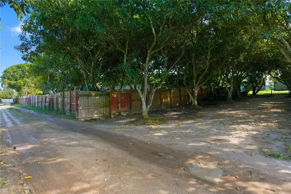 a view of a yard with plants and large trees