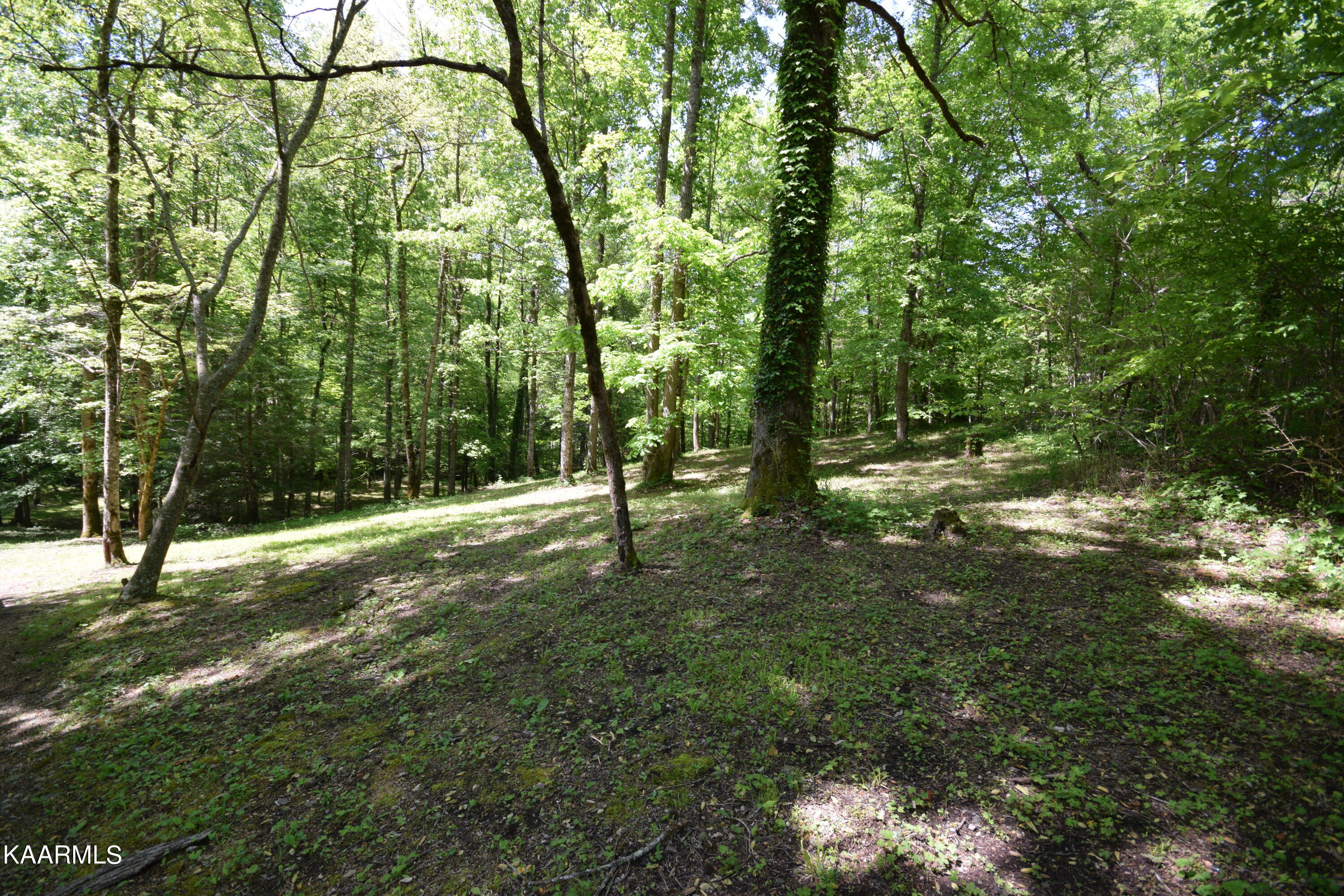 Lot 3 Long Branch Road Townsend, TN 37882 - Photo 3 of 6 DSC_3535