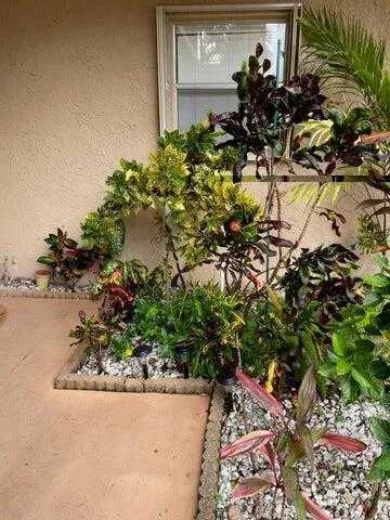 a plant that is in front of a house